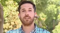 Χιλή: Παπαγάλος κλέβει το ακουστικό δημοσιογράφου σε ζωντανή μετάδοση - Δείτε βίντεο