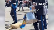 Θεσσαλονίκη: Viral o «ζεν» σκύλος στην παρέλαση των φιλαρμονικών