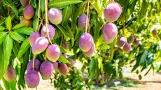 Τα πάντα για το κρητικό μάνγκο (+συνταγές)