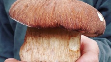 Ο Λάμπρος άφησε τον τραπεζικό τομέα και ασχολείται με την παραγωγή γκουρμέ μανιταριών