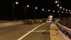 Εκτροπή νταλίκας με αγελάδες… Έκλεισε η Εγνατία Οδός!