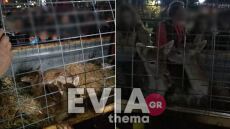 Ερέτρια: Αδιανόητο περιστατικό - Έβαλαν ελαφάκια σε κλουβί και τα περιέφεραν στην πλατεία, δείτε βίντεο