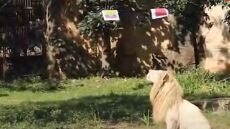  Μουντιάλ 2022: Λιοντάρι στην Ταϊλάνδη προβλέπει με ποσοστό 90% τους νικητές των αγώνων 