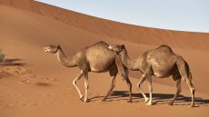 Συναγερμός για τη «γρίπη της καμήλας» μετά το Μουντιάλ - Είναι πιο θανατηφόρα από τη Covid-19