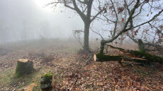 Υλοτόμοι είχαν κόψει παράνομα τόνους ξύλου από δάσος στον δήμο Βόλβης - Δείτε φωτογραφίες