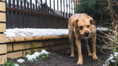 Επίθεση από σκύλο: Πώς καλύπτεται από το συμβόλαιο υγείας