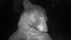 «Πρωταθλήτρια» των σέλφι αρκούδα στο Κολοράντο – Έβγαλε πάνω από 400