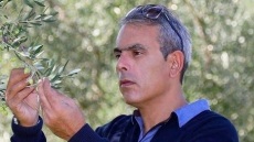 Ελαιόλαδο: Επιτακτική ανάγκη η λειτουργία Πανεπιστημιακού Ιδρύματος Ελαιοκομίας