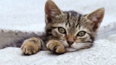 Κολωνός: Συνέλαβαν 33χρονο για κακοποίηση γάτας