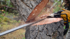 Βοσκός καταπλακώθηκε από δέντρο που προσπάθησε να κόψει