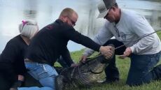 ΗΠΑ: Αλιγάτορας στη Φλόριντα σκότωσε 85χρονη που προσπαθούσε να σώσει τον σκύλο της - Δείτε βίντεο