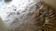 Βίντεο: H στιγμή που δύο σπάνια τιγράκια γεννιούνται σε ζωολογικό κήπο