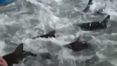 Ψαράς στις ΗΠΑ βρέθηκε μπροστά σε εκατοντάδες πεινασμένους καρχαρίες - Δείτε βίντεο