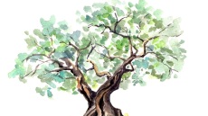 Εξαιρετικό παρθένο ελαιόλαδο: ο ελληνικός χρυσός σε 12 premium design εκδοχές