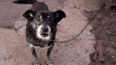 Πάτρα: Κρατούσε αλυσοδεμένα τα σκυλιά του και συνελήφθη - «Έφαγε» πρόστιμο σχεδόν 5.000 ευρώ