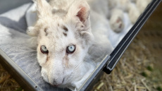 Απολαμβάνει για πρώτη φορά τον ήλιο το τιγράκι που πετάχτηκε στα σκουπίδια