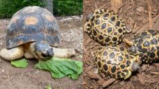 Χελώνα έγινε για πρώτη φορά πατέρας τριών μικρών στα 90 της!