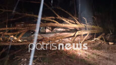 Ηλεία: Νεκρός ηλικιωμένος από πτώση δέντρου στα Κρέστενα