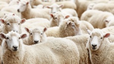 Ζωοκλέφτης άρπαξε κοπάδι με 68 πρόβατα στην Πρέβεζα