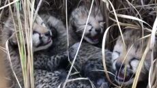 Ινδία: Γεννήθηκαν τέσσερα τσιτάχ 70 χρόνια μετά την εξαφάνισή τους - Δείτε βίντεο