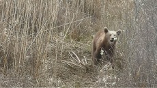 Πρέσπες: Απελευθέρωσαν νεαρό αρκουδάκι που πιάστηκε σε συρμάτινη θηλιά – Δείτε φωτογραφίες