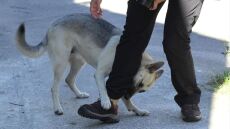 Αιτωλικό: Αδέσποτος σκύλος επιτέθηκε και τραυμάτισε 73χρονο - Δείτε φωτογραφία