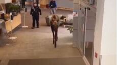 Αλάσκα: Άλκη έψαχνε για φαγητό και μπήκε σε ιατρικό κέντρο - Δείτε βίντεο