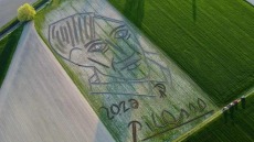 Ιταλία: Με τρακτέρ Ιταλός καλλιτέχνης «ζωγράφισε» σε χωράφι το πορτραίτο του Πικάσο