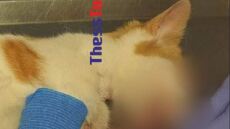 Θεσσαλονίκη: Κλώτσησαν στο κεφάλι νεαρή γάτα  - «Άνοιξαν όλα στη μέση»