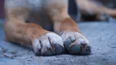 Άγνωστος πυροβόλησε αδέσποτη σκυλίτσα στον Αμπελώνα Λάρισας