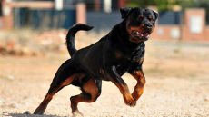 Θεσσαλονίκη: Οδηγός χρησιμοποίησε Ροτβάιλερ για να φοβίσει αστυνομικούς που τον έλεγξαν