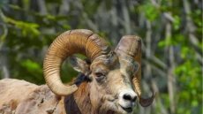 Τρίκαλα: Σε κρίσιμη κατάσταση 87χρονη μετά από επίθεση από κριάρι