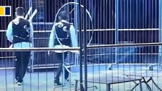 Κίνα: Τρόμος σε τσίρκο - Λιοντάρια  βγήκαν από το κλουβί κατά τη διάρκεια της παράστασης