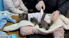 Ρωσία: Γυναίκα «έντυσε» τη γάτα της μωρό για να περάσει ναρκωτικά - Δείτε βίντεο