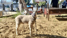 Κερατσίνι: Πήγαν αρνάκι για σφαγή σε εκκλησία - Έστησαν ψησταριές και άναψαν φωτιές (βίντεο)