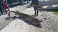 Ιεράπετρα: Η στιγμή που ψαράδες δένουν, σέρνουν... ζωντανό προστατευόμενο είδος καρχαρία και τον οδηγούν για σφαγή - Βίντεο