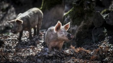 Το ένα τρίτο των πιστοποιητικών εξαγωγής ισπανικού χοιρινού έχει μπλοκαριστεί μετά την ανίχνευση πανώλης των χοίρων