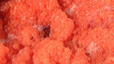 ΕΦΕΤ: Ανάκληση μολυσμένου γερμανικού χαβιαριού 