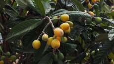 Τραγωδία στην Κρήτη: Πήγε να μαζέψει μούσμουλα, έπεσε και σκοτώθηκε