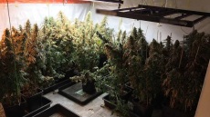 Καλλιεργούσαν κάνναβη σε απομονωμένες βίλες της Αττικής - Βρέθηκαν πάνω από 30 κιλά