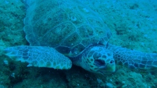 Νάξος: Αποτρόπαιη πράξη, έσφαξαν θαλάσσια χελώνα, την βρήκαν δύτες νεκρή στον βυθό - Βίντεο και φωτογραφίες