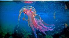 Μωβ μέδουσες στην Ελλάδα: Χάρτης δείχνει live σε ποιες παραλίες βρίσκονται