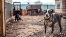 Tι σου φταίει το καημένο το ζωάκι, βρε κτήνος; - 2.500 καταγγελίες για κακοποίηση μέσα σε έξι μήνες