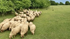 Νίκος Κέλλας: Άφησε την καριέρα στο Μάρκετινγκ και έγινε βοσκός στα ψηλά βουνά της Πίνδου