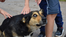 Κτηνωδία στα Φιλιατρά: Κρέμασε τον σκύλο σε δέντρο και χόρευε γύρω του μετά τον θάνατό του - Δείτε βίντεο