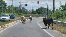 Εθνική Οδός Τρικάλων: Οδηγοί αντίκρισαν... αγελάδες - Δείτε φωτογραφίες