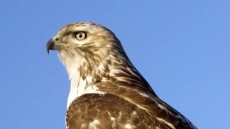 Πέθανε ο Πέιλ Μέιλ, το γεράκι-μασκότ της Νέας Υόρκης