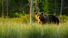 Η Σουηδία θα σκοτώσει το 20% από τις καφέ αρκούδες της
