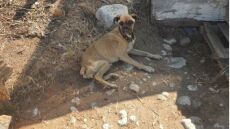 Ηλεία: Σκύλος βρέθηκε σκελετωμένος και αλυσοδεμένος - Συγκλονίζουν οι εικόνες