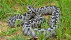 Θεσσαλονίκη: Με μηχανική υποστήριξη νοσηλεύεται η 39χρονη ερπετολογος